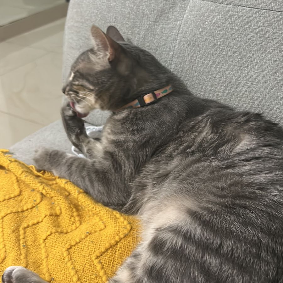 CORAZÓN | Raza Doméstico Américano de Pelo Corto | Final Feliz