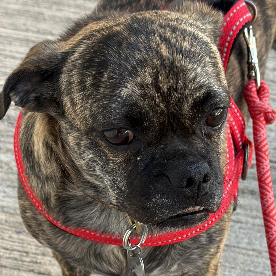 YODA | Raza Mestiza, cruza de Pug | Perdida