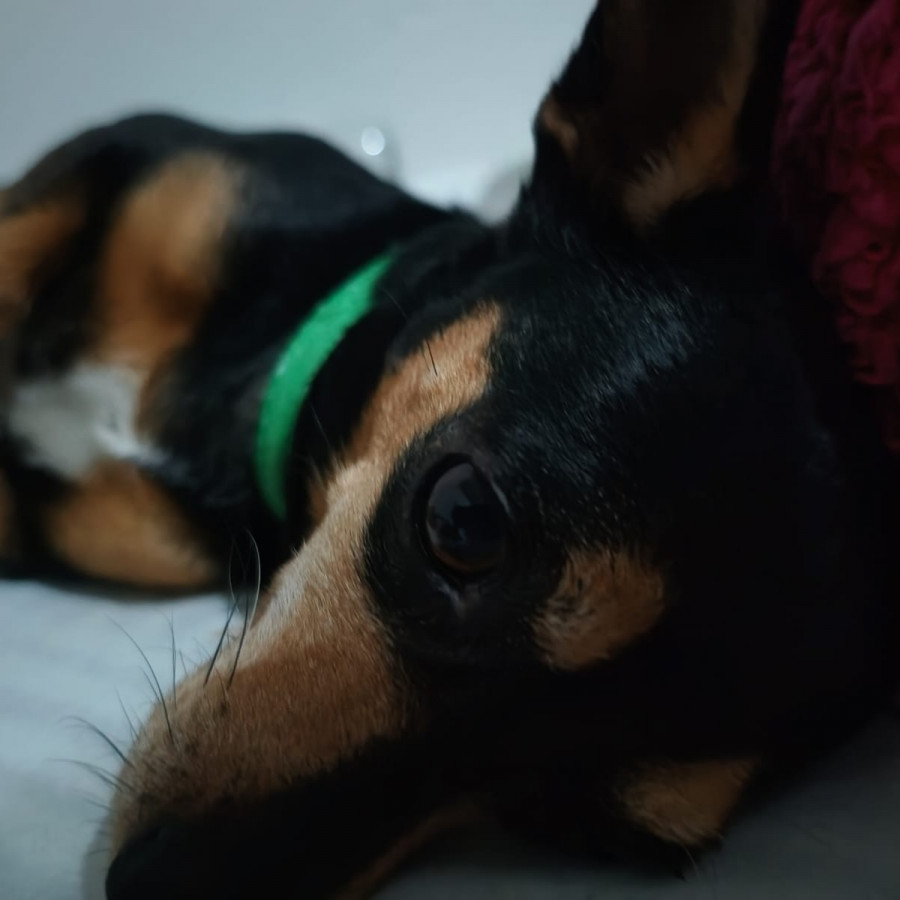 BOLA | Raza Chihuahua | Perdida