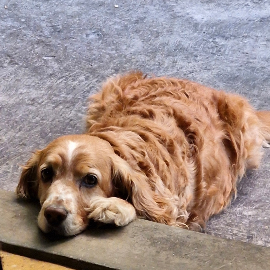 WHISKY | Raza Mestizo, cruza de Cocker Spaniel | Perdido