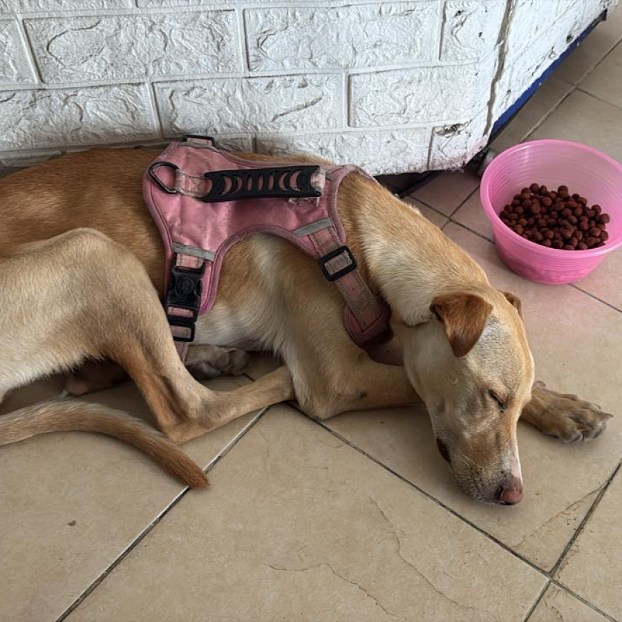  | Raza Mestiza, cruza de Labrador | Encontrada