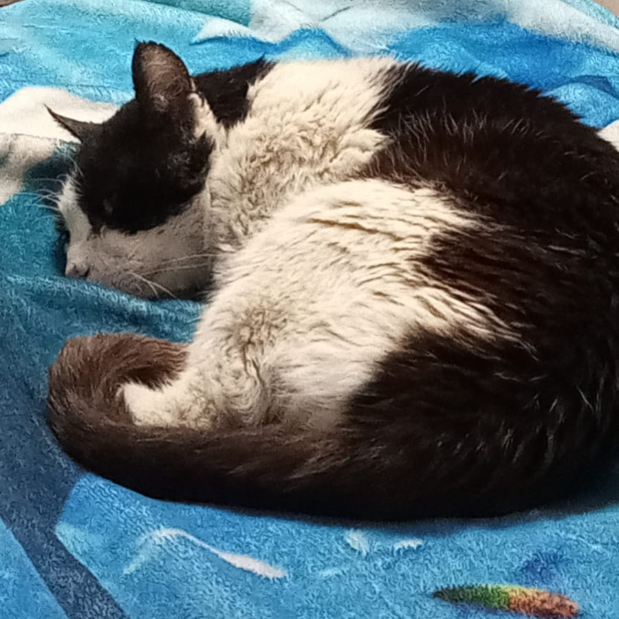 MANCHAS | Raza Doméstico Americano de pelo semilargo | Perdido