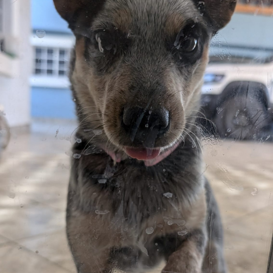 MILA | Raza Ganadero Australiano Blue Heeler  | Perdida