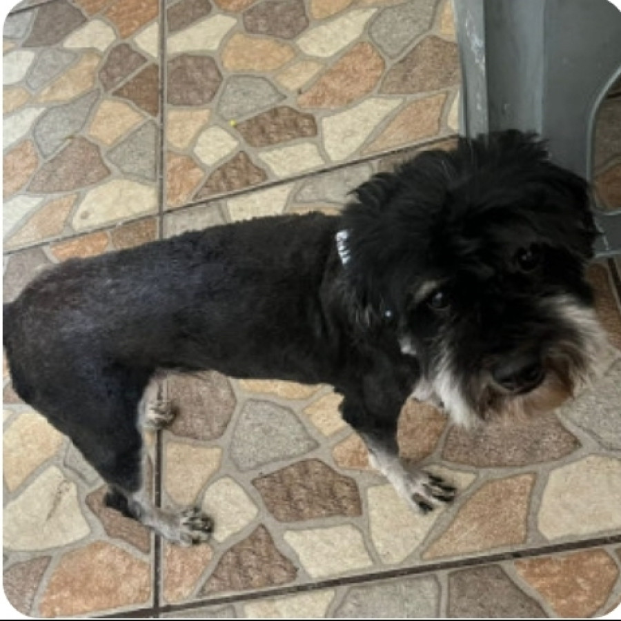 MILA | Raza Mestiza, cruza de Schnauzer | Perdida