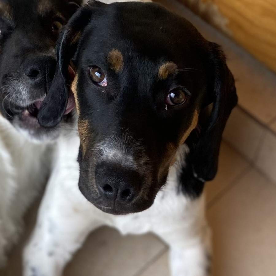 LOLA | Raza Mestiza | En Adopción