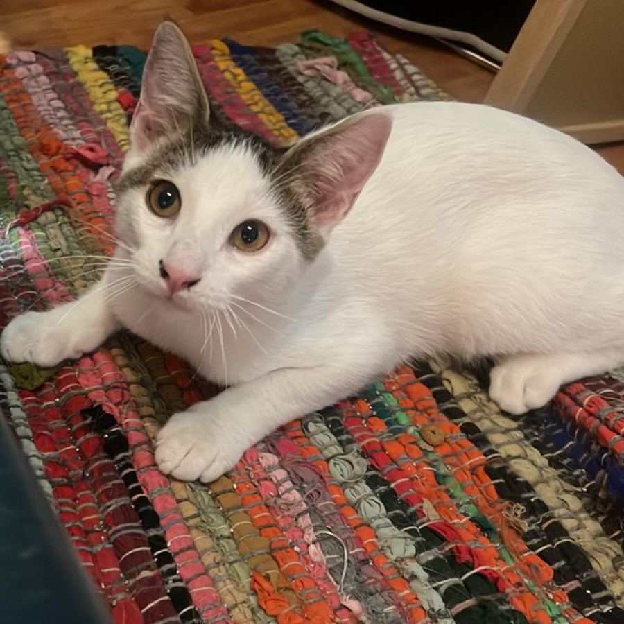 PEDRITO | Raza Doméstico Américano de Pelo Corto | Final Feliz