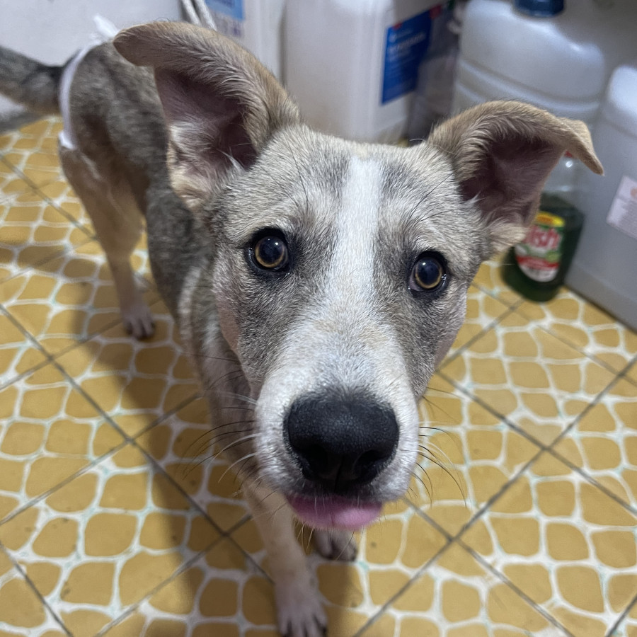 LOBITO | Raza Mestizo,  cruza de Husky | En Adopción