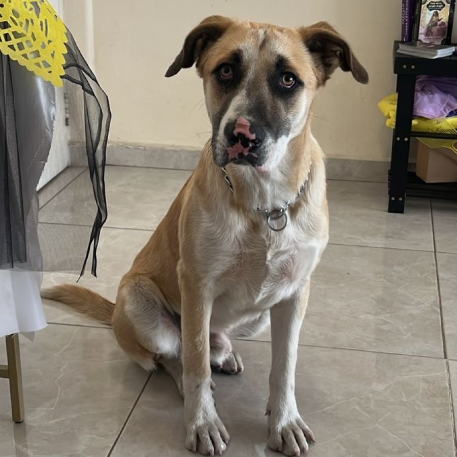  | Raza Mestizo | Encontrado