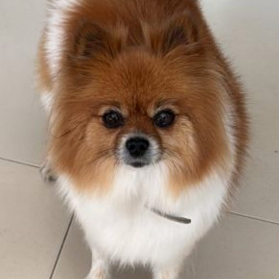 KIA | Raza Pomerania | Perdida