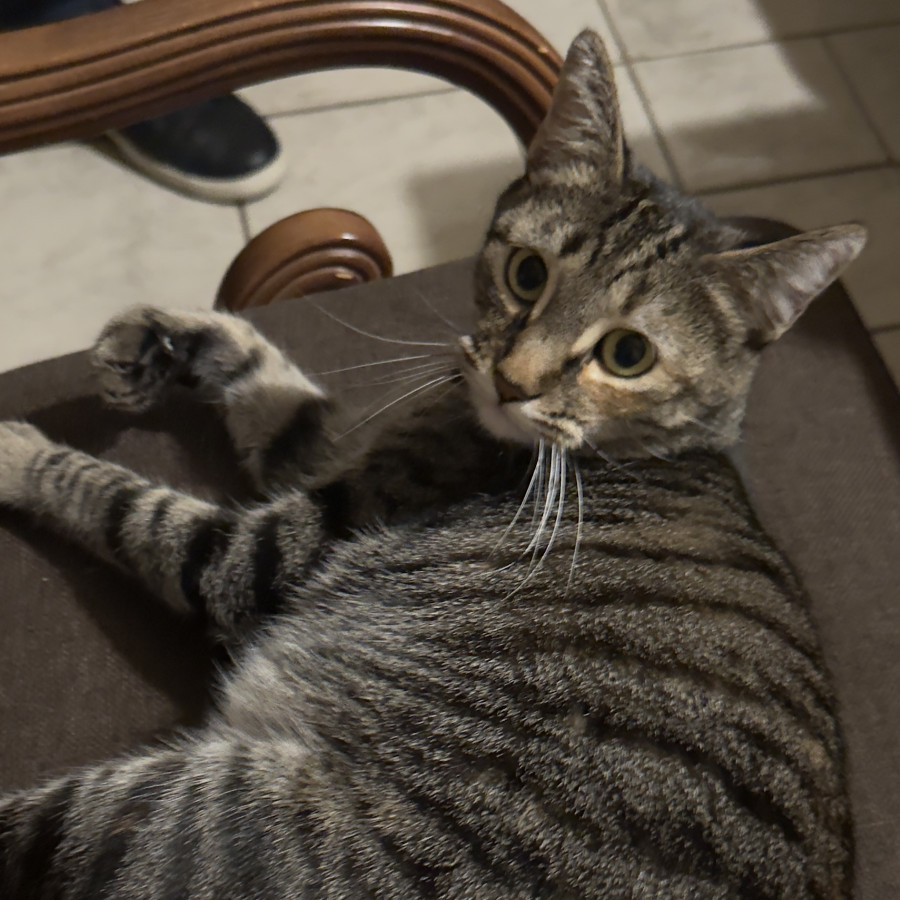 NIKI | Raza Doméstico Américano de Pelo Corto | Perdida