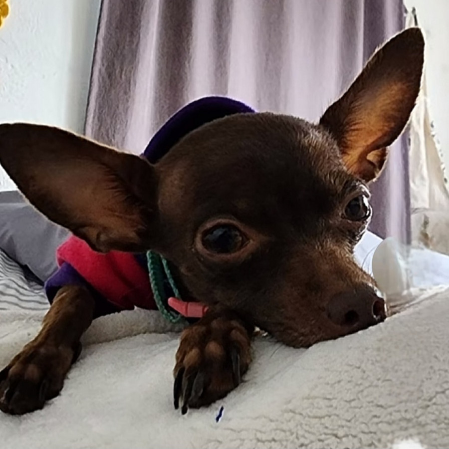MATILDA | Raza Chihuahua | Perdida
