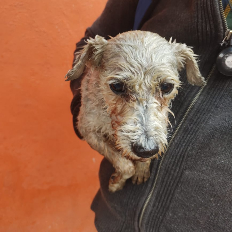  | Raza Mestiza,  cruza de Schnauzer con Poodle, (Schnoodle). | Encontrada