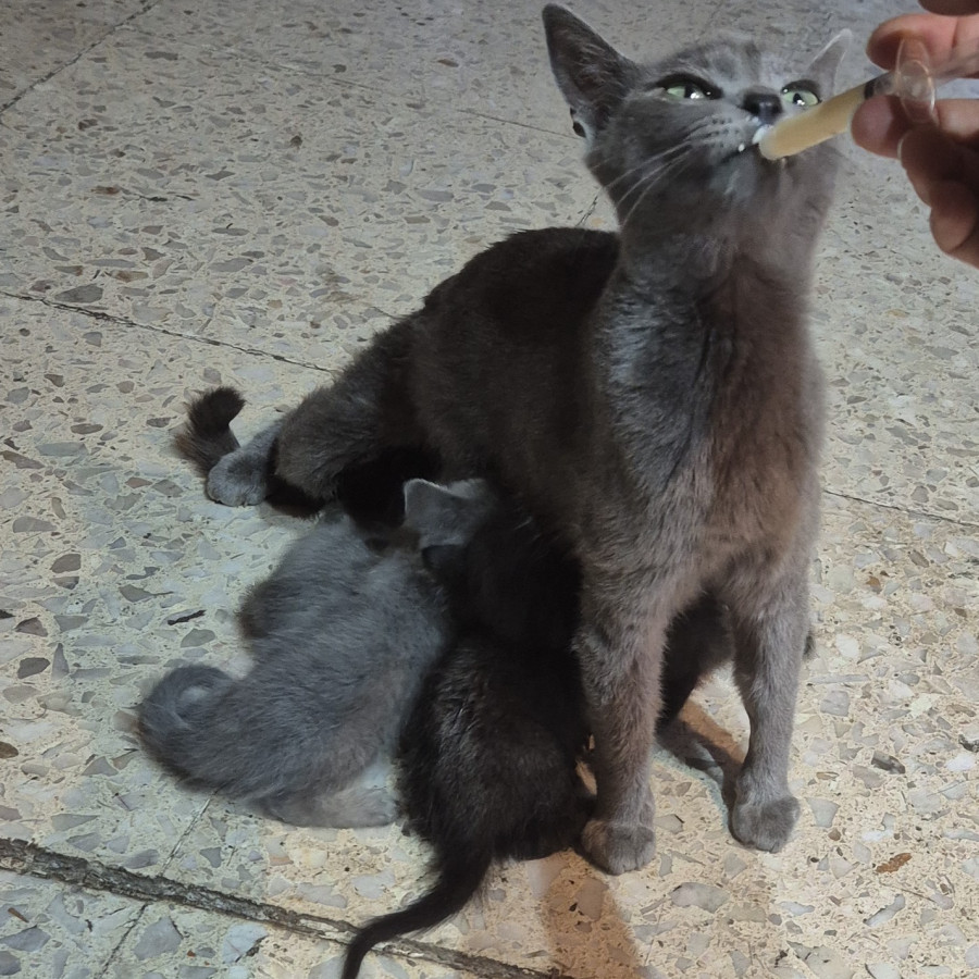 ENUI | Raza Ruso Azul | En Adopción