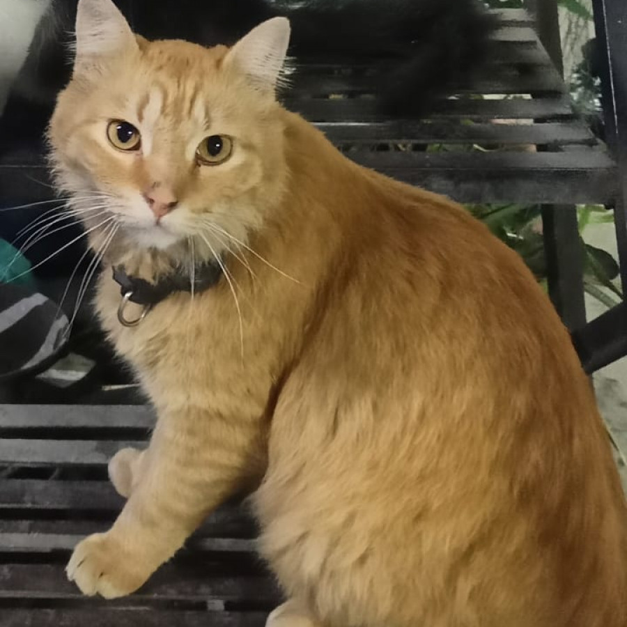 NARANJO | Raza Doméstico Americano de pelo semilargo | Final Feliz