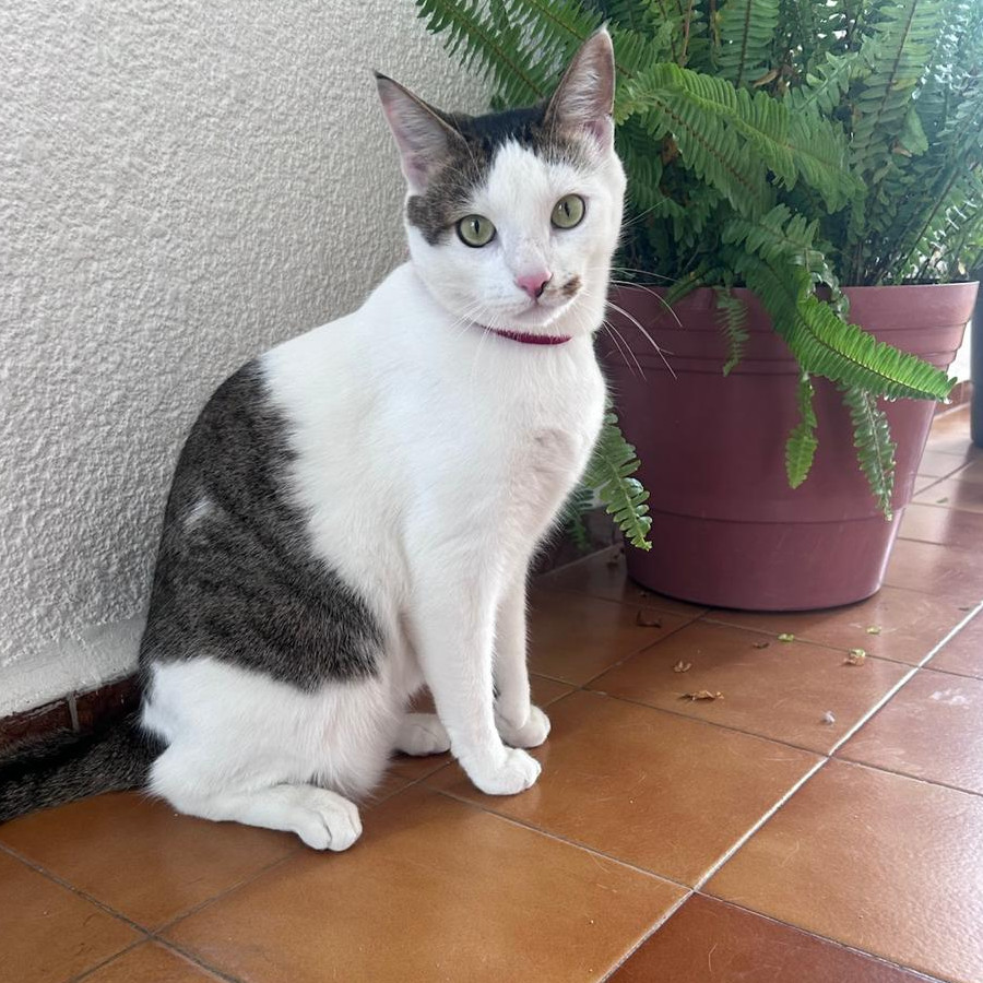 CUCO | Raza Doméstico Américano de Pelo Corto | Perdido