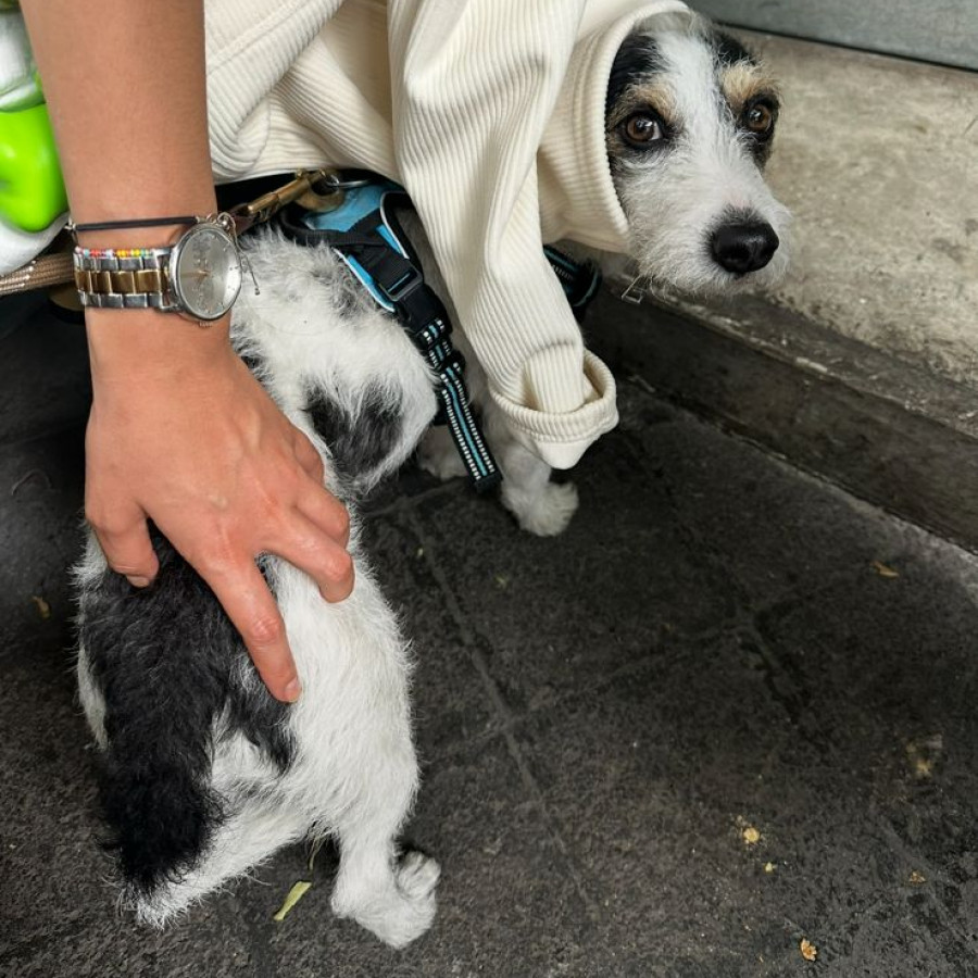 REMY | Raza Mestizo, cruza de Jack Russell Terrier | Final Feliz
