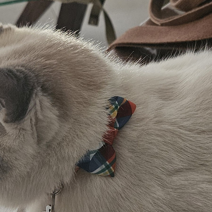 CHIMI | Raza Snowshoes | Perdida