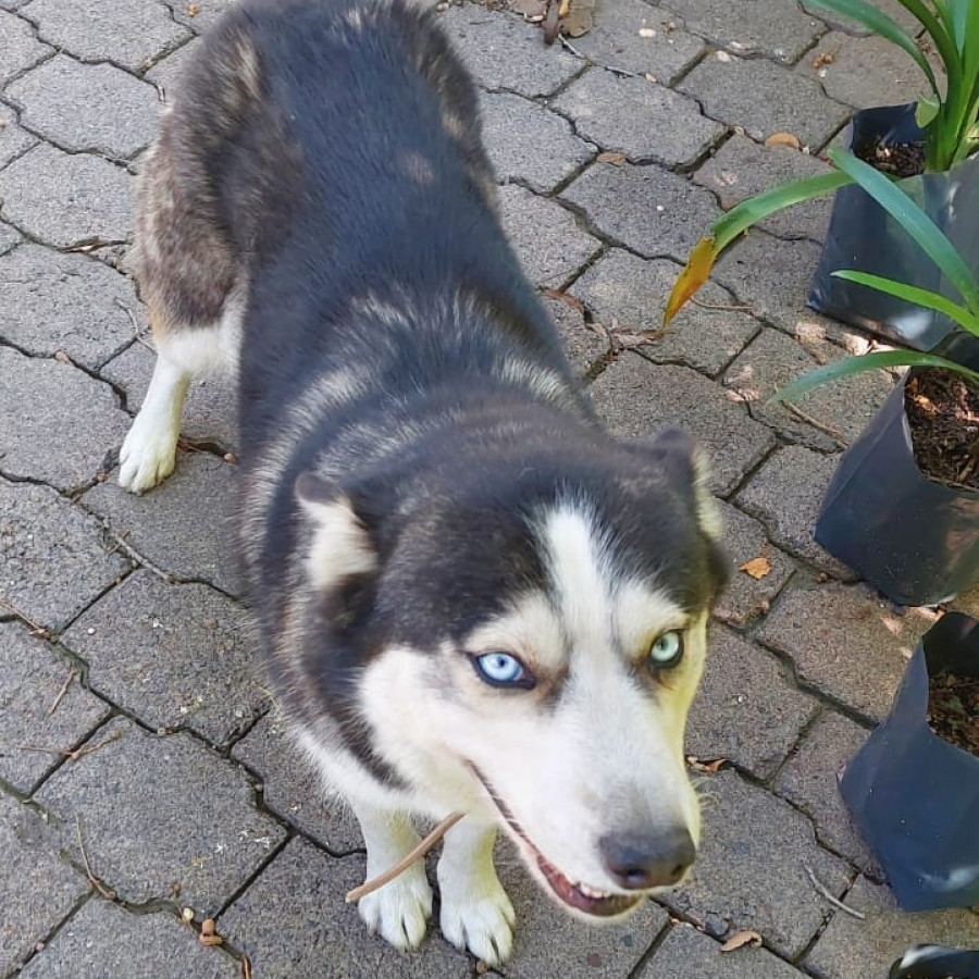 KAYRA | Raza Husky Siberiano | Final Feliz