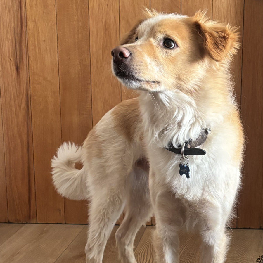 GAMBO | Raza Mestizo | Final Feliz