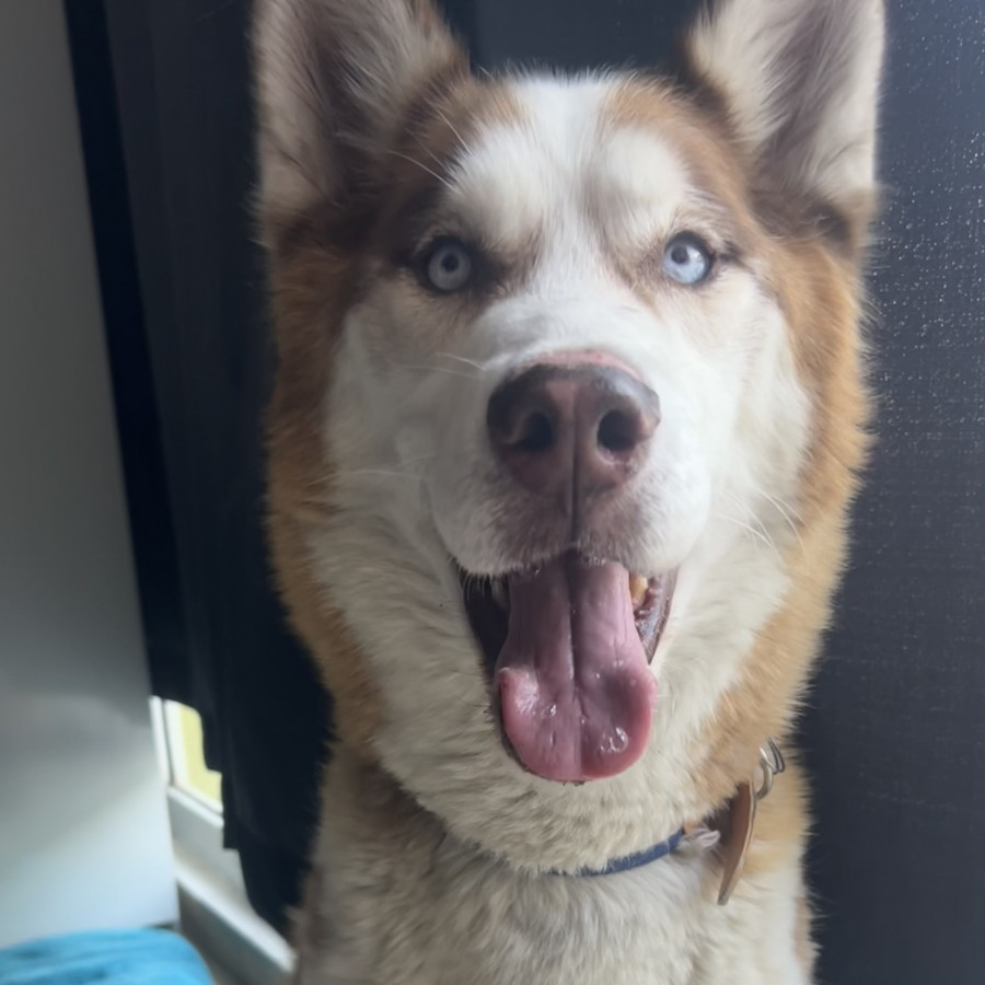  | Raza Husky Siberiano | Encontrado