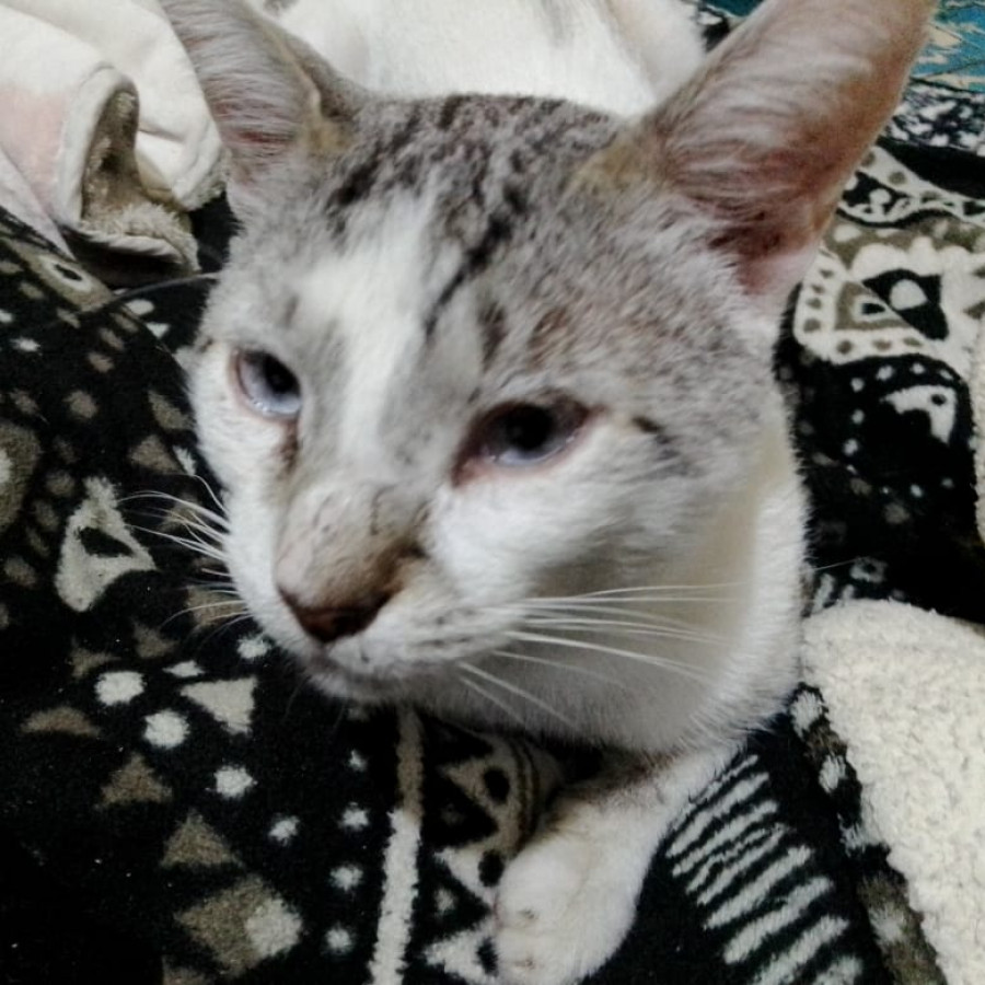MALCOLM | Raza Aslan o Siamés moderno, punto tabby | Perdido