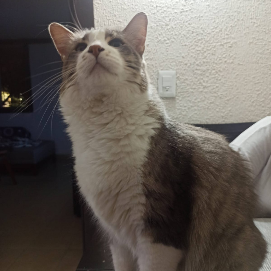 WILLIAM | Raza Doméstico Americano de pelo semilargo | Perdido