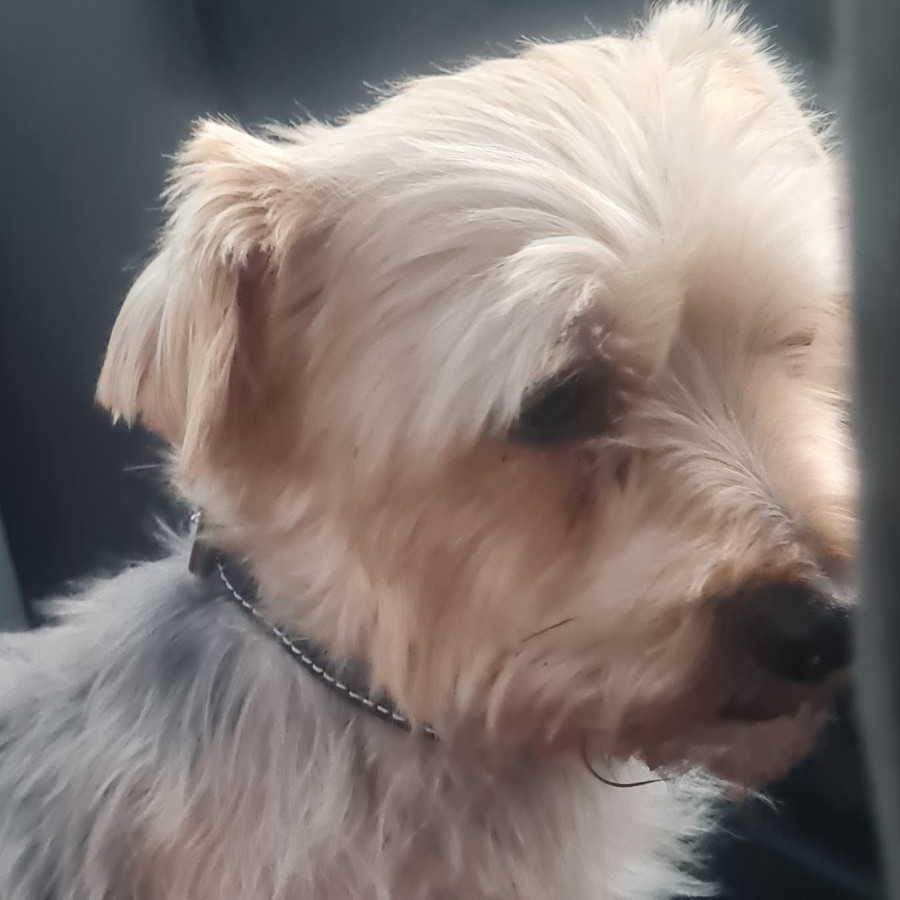  | Raza Yorkshire Terrier (Yorkie) | Final Feliz