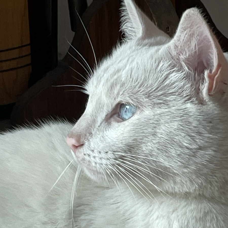 SUKI | Raza Khao Manee | En Adopción