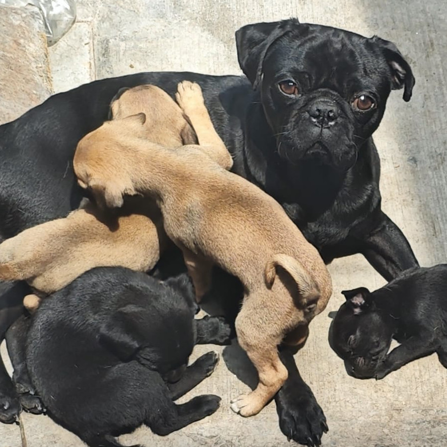 HERMOSOS CACHORROS | Raza Mestizos, cruza de Pug con Chihuahua,  (Chipugs) | En Adopción