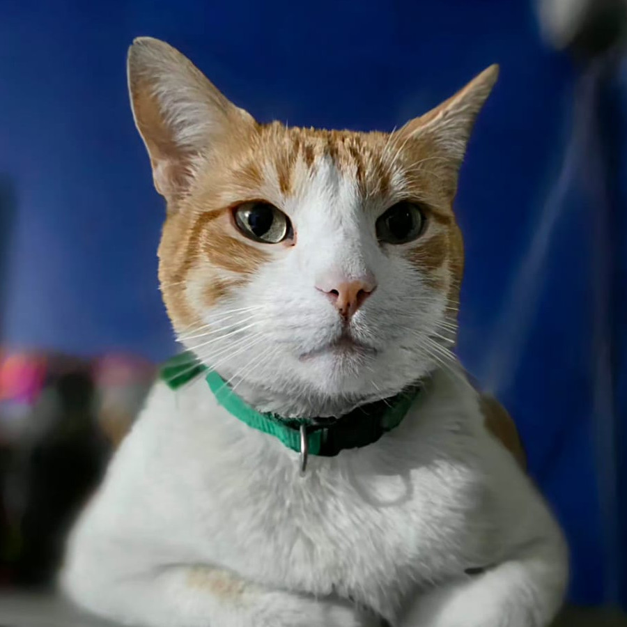 JACK | Raza Doméstico Américano de Pelo Corto | Perdido