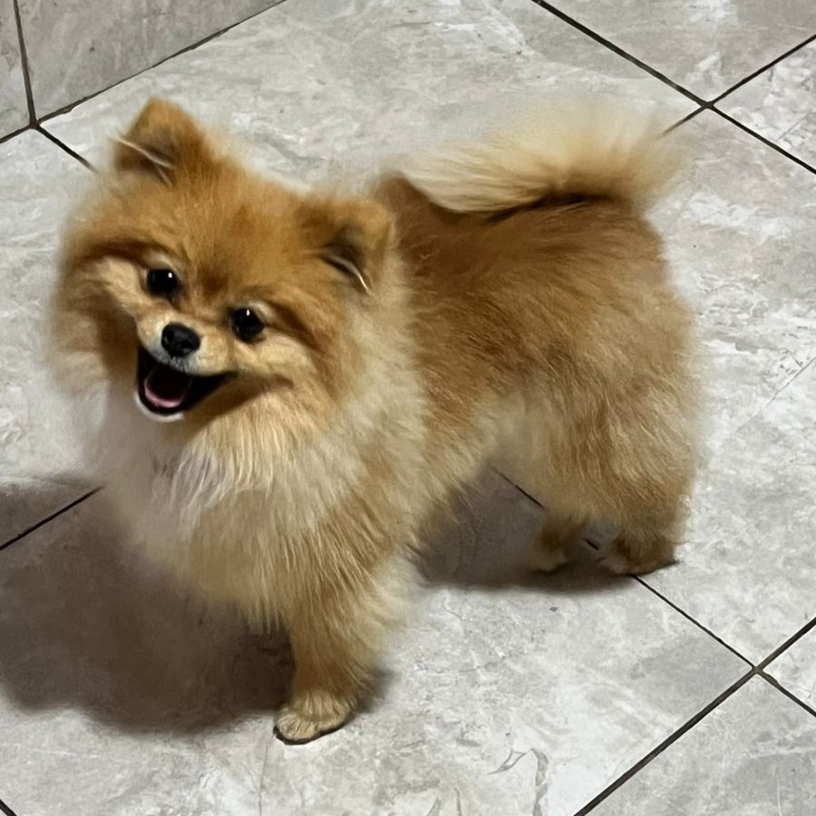 BOSS | Raza Pomerania | Perdido