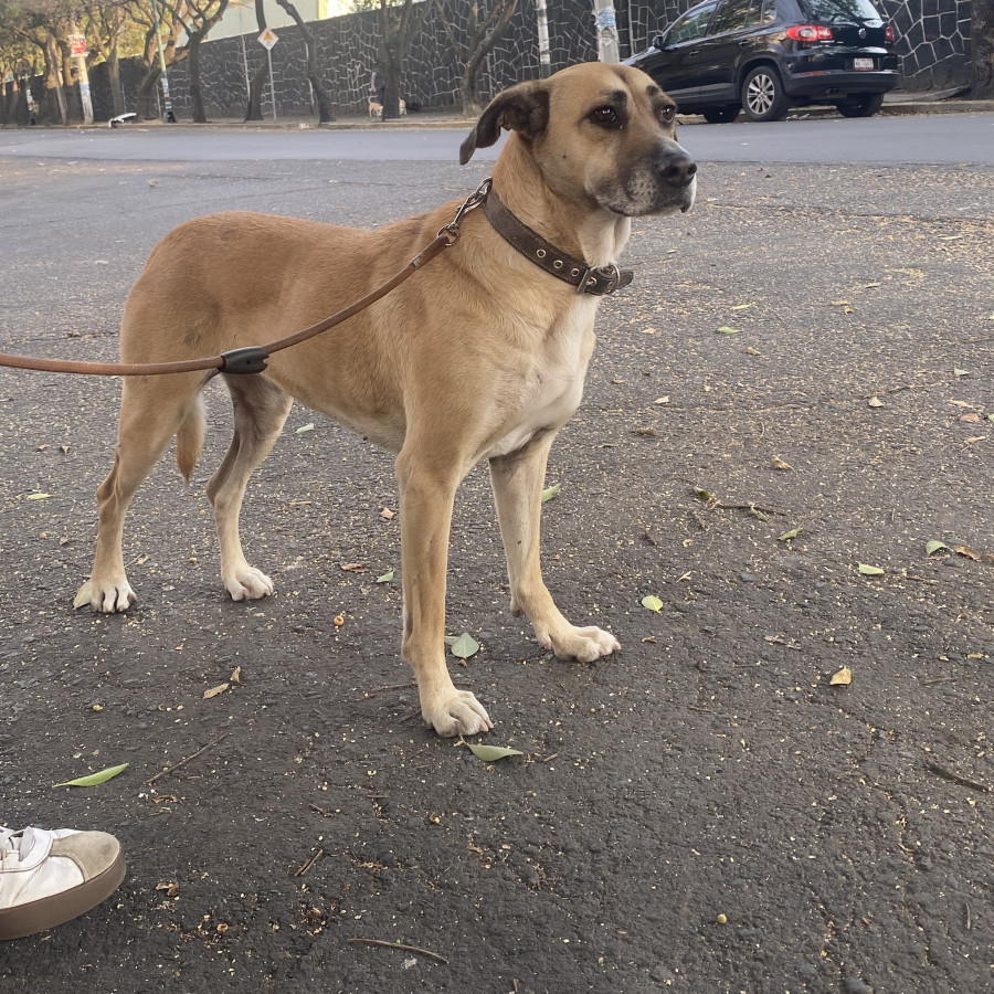  | Raza Mestiza, posible cruza de Labrador con Gran Danés | Encontrada