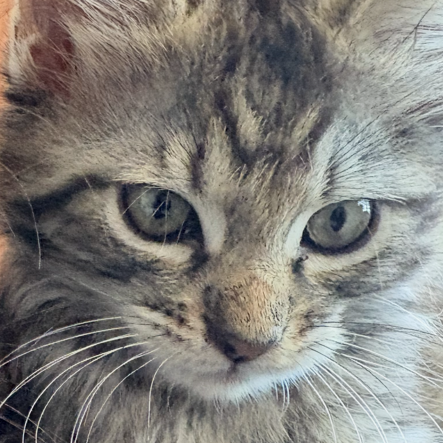 BETITO | Raza Doméstico Américano de Pelo Corto | Perdido