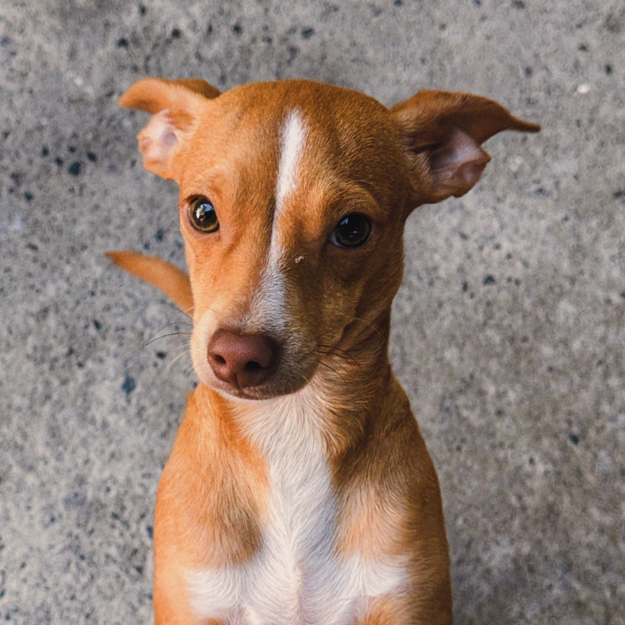 COOKIE | Raza Mestizo, cruza de Chihuahua | Perdido