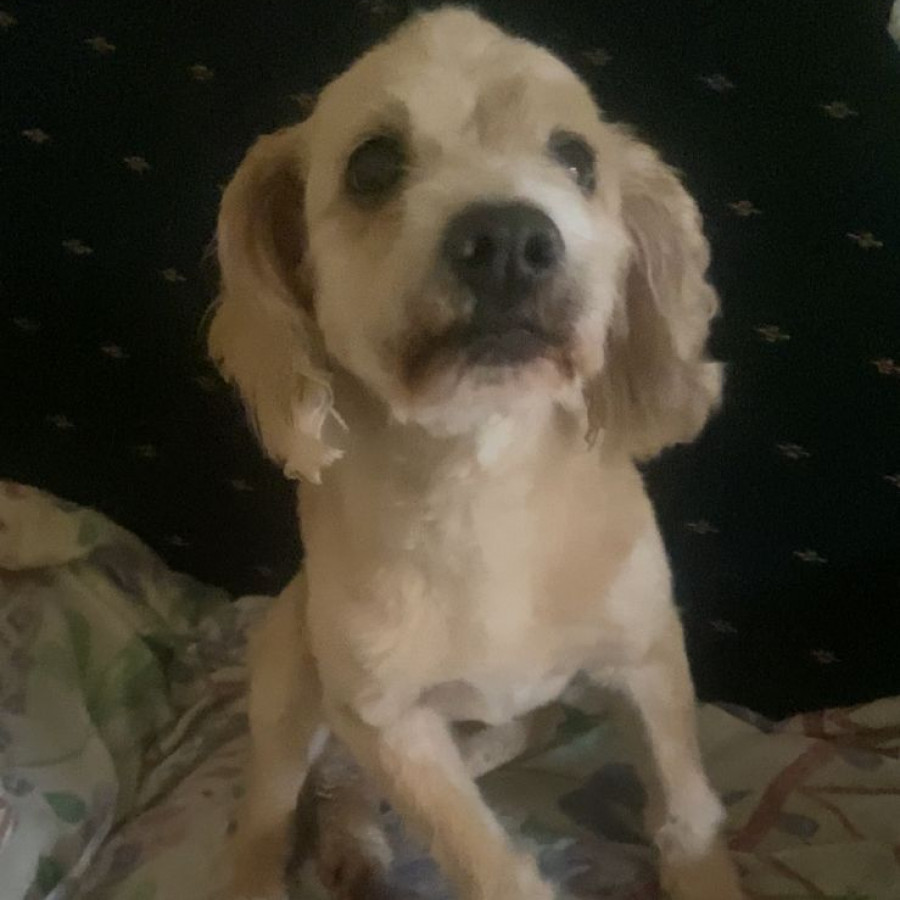 GIZMO | Raza Mestizo, cruza de Cocker Spaniel | Final Feliz