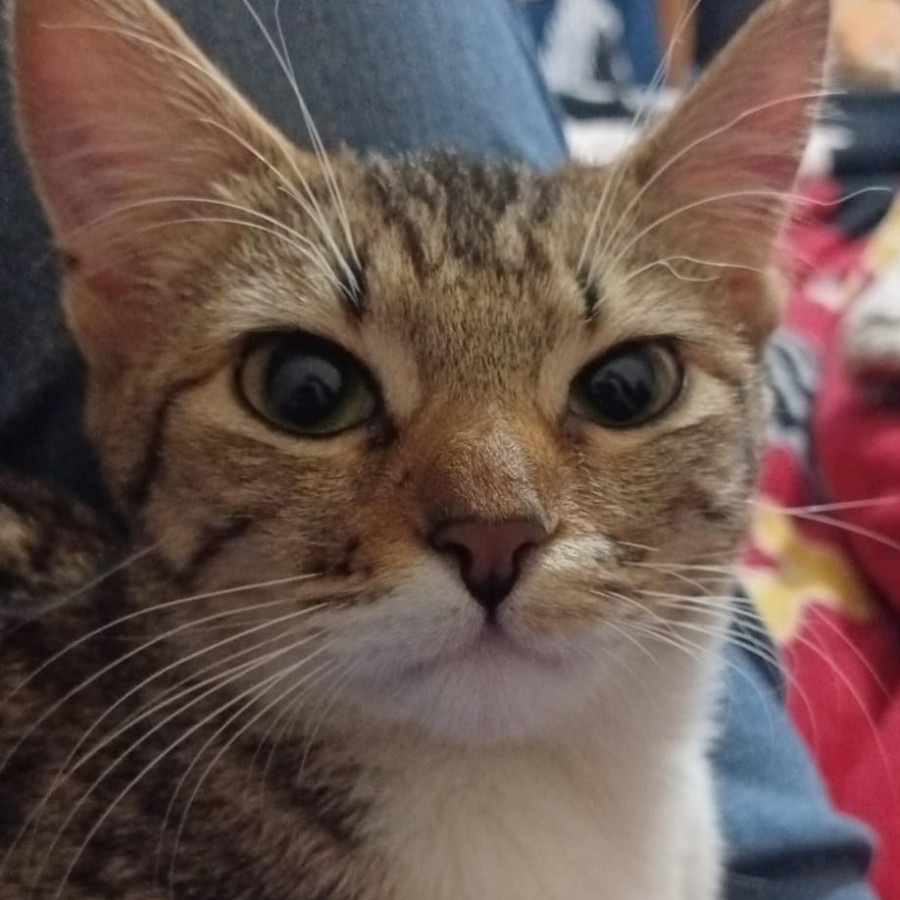 NALA | Raza Doméstico Américano de Pelo Corto | Final Feliz