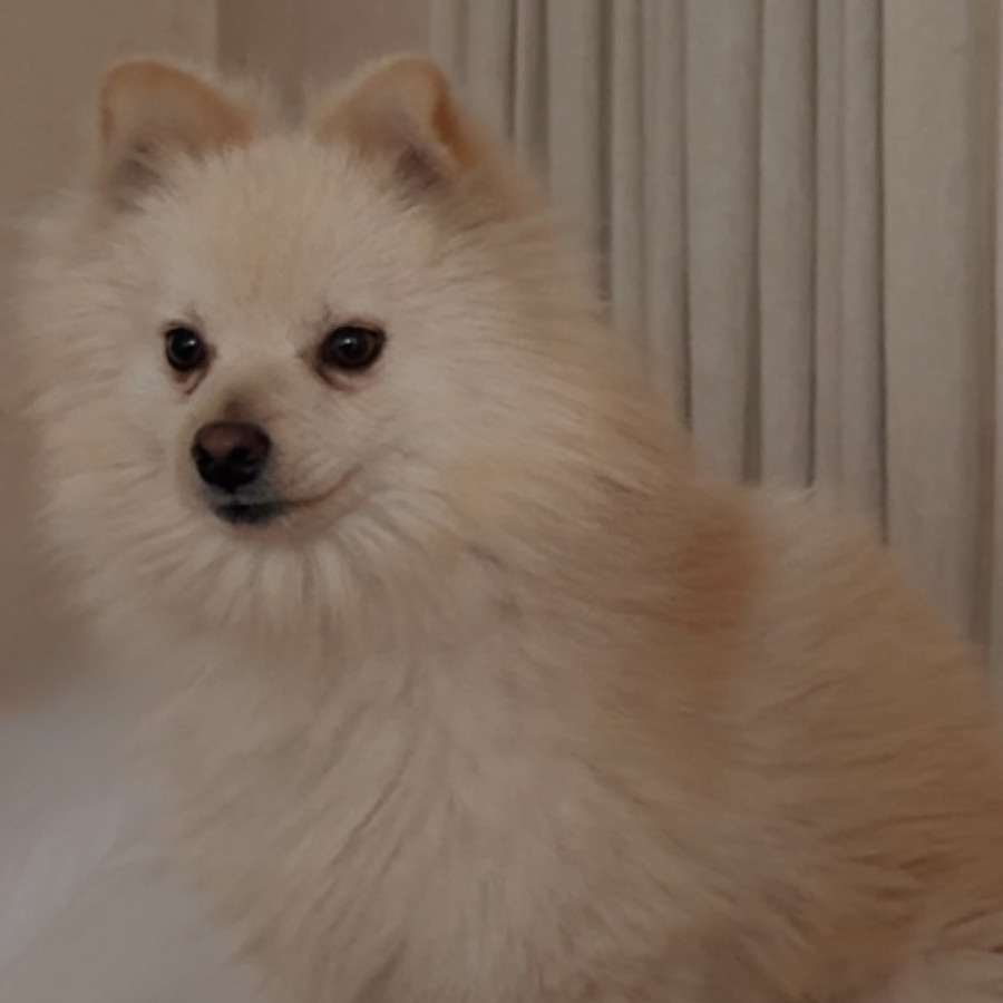DENJI | Raza Pomerania | Perdido