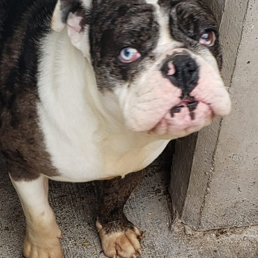CHULETA | Raza Bulldog Inglés  | En Adopción