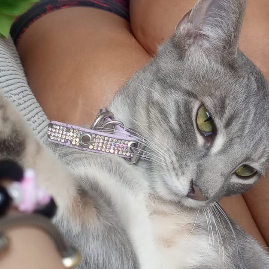 NALA | Raza Doméstico Americano de  Pelo de Alambre | Perdida