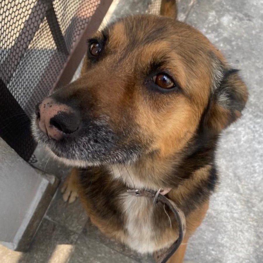 DEVA | Raza Mestiza,  cruza de Pastor Belga Malinois | Perdida