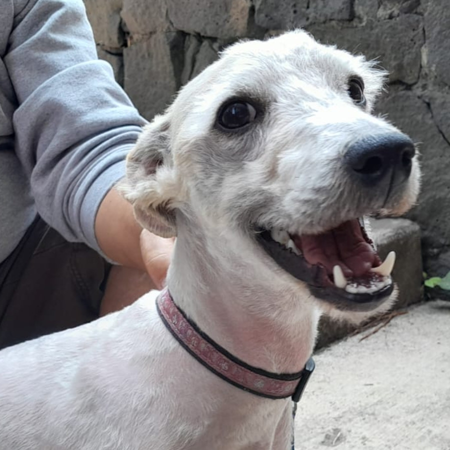  | Raza French Poodle o Caniche | Encontrada