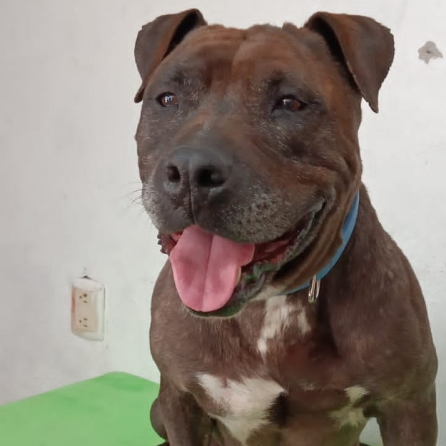  | Raza American Pitbull Terrier | Encontrada