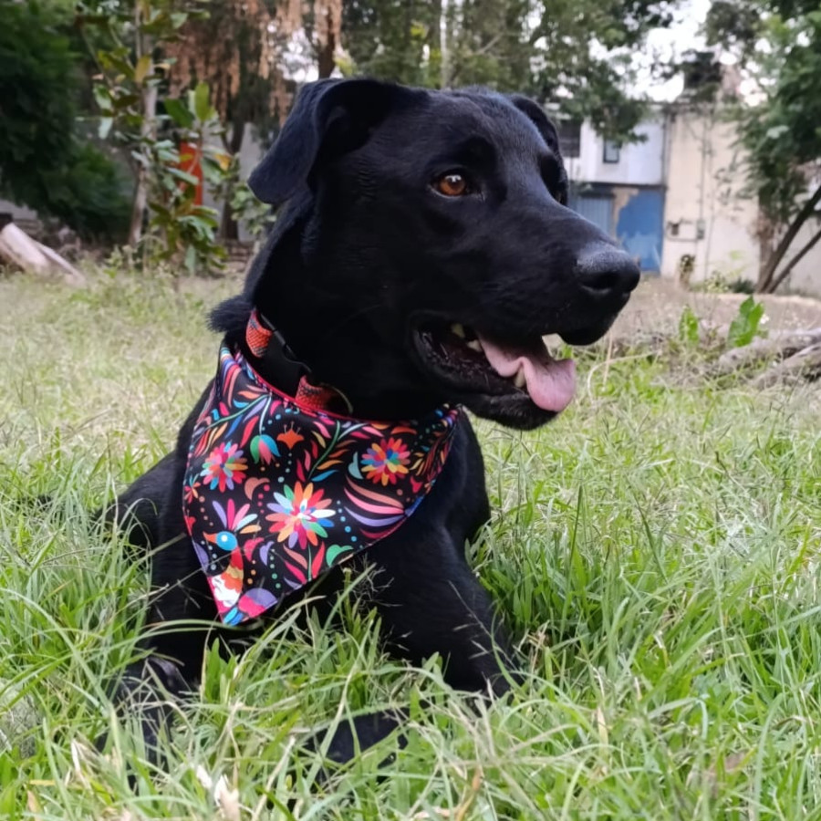 MACKI | Raza Mestiza, cruza de Labrador | En Adopción