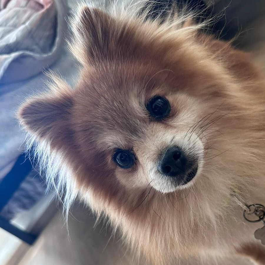 CHOCO | Raza Pomerania | Final Feliz