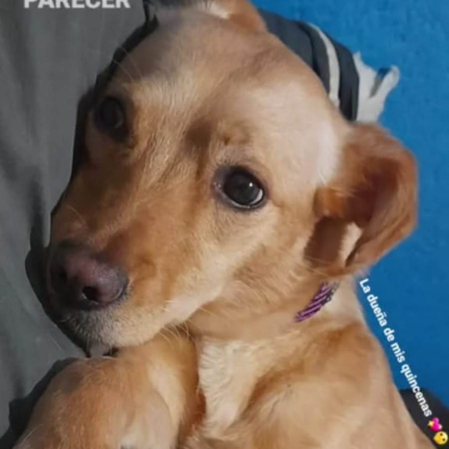 CAMILA | Raza Mestiza | En Adopción