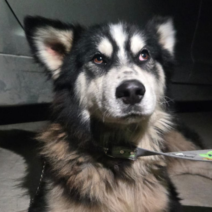  | Raza Malamute de Alaska o Alaskan Malamute | Encontrado