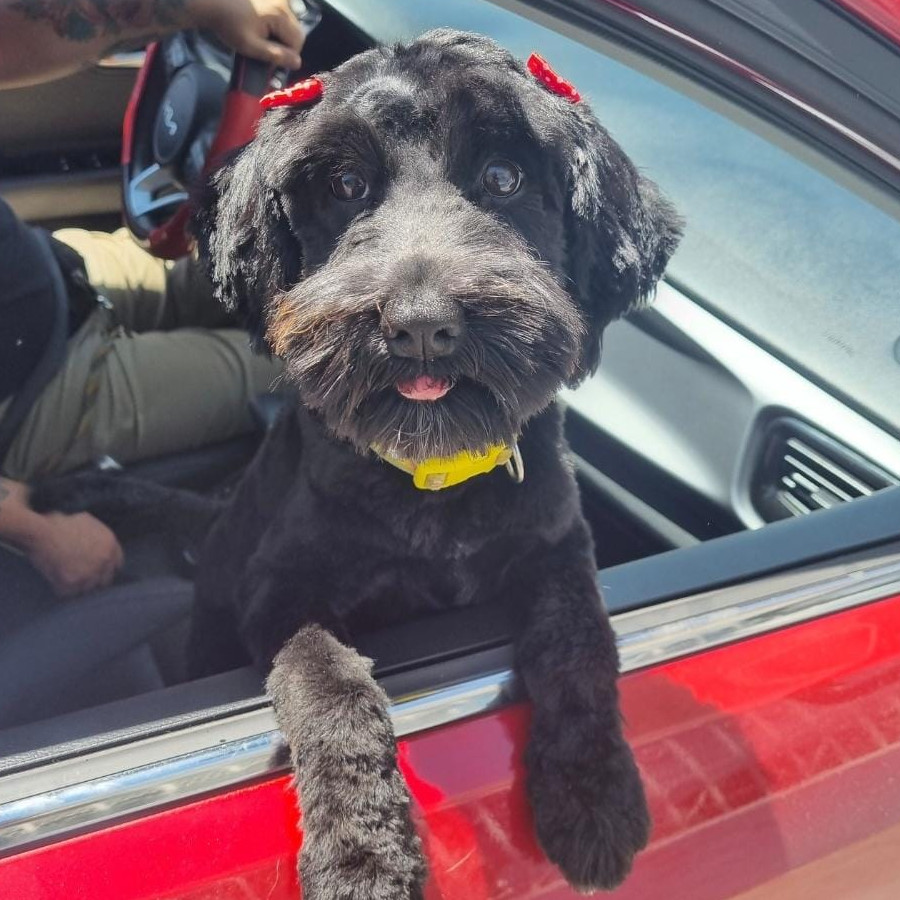 KOKO | Raza Mestiza, cruza de Schnauzer con Poodle,  (Schnoodle) | Perdida