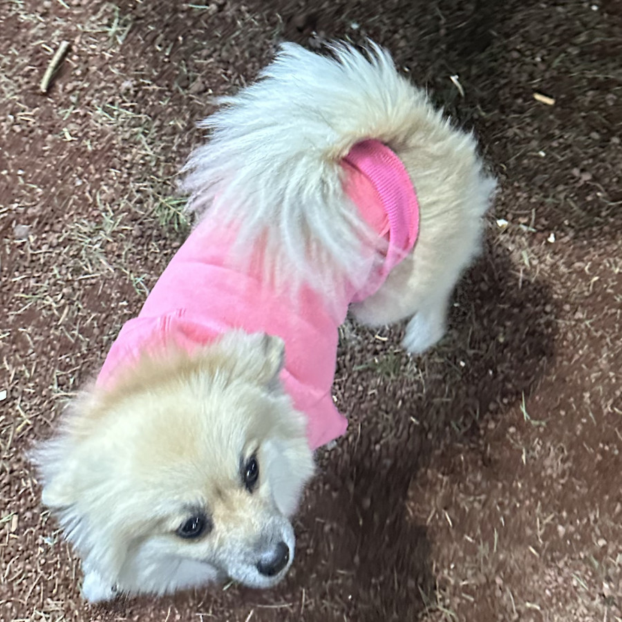 LUKY | Raza Pomerania | Final Feliz