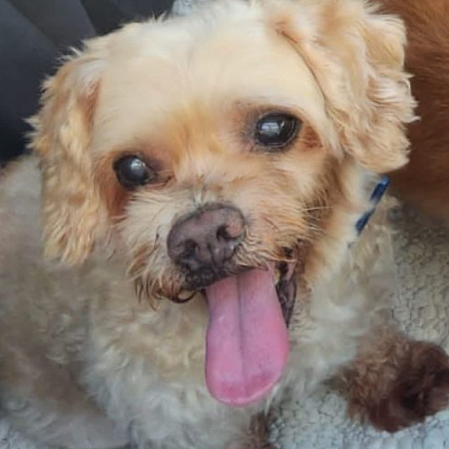 GARRICK | Raza French Poodle o Caniche | Final Feliz