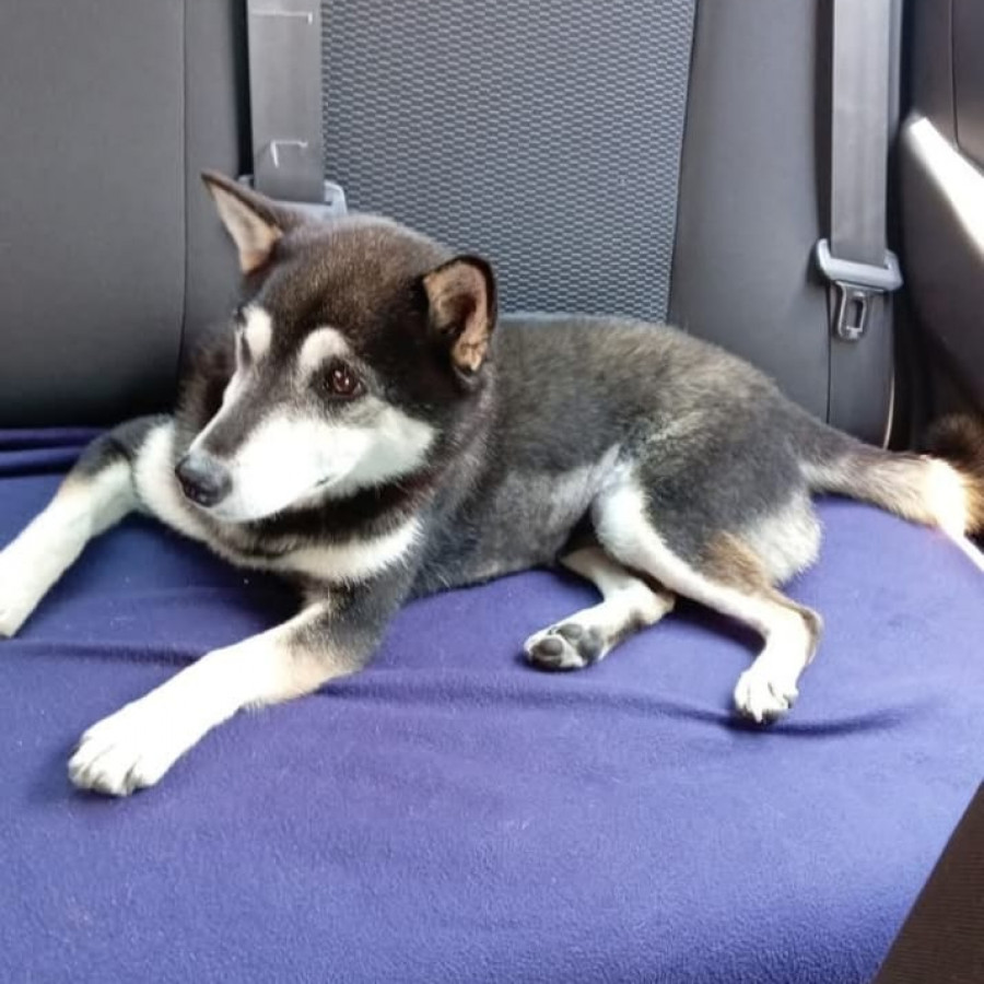 COCO | Raza Shiba Inú | Perdida
